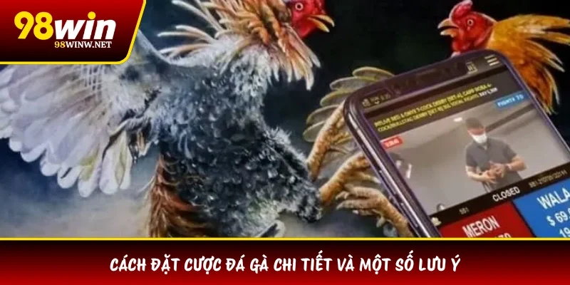 Cách đặt cược đá gà chi tiết và một số lưu ý
