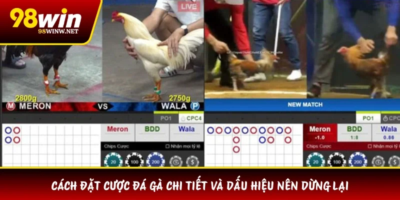 Cách đặt cược đá gà chi tiết và dấu hiệu nên dừng lại