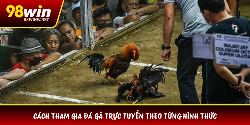 Cách tham gia đá gà trực tuyến theo từng hình thức 