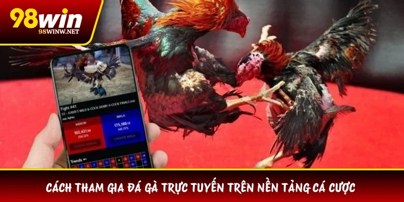 Cách tham gia đá gà trực tuyến trên nền tảng cá cược 