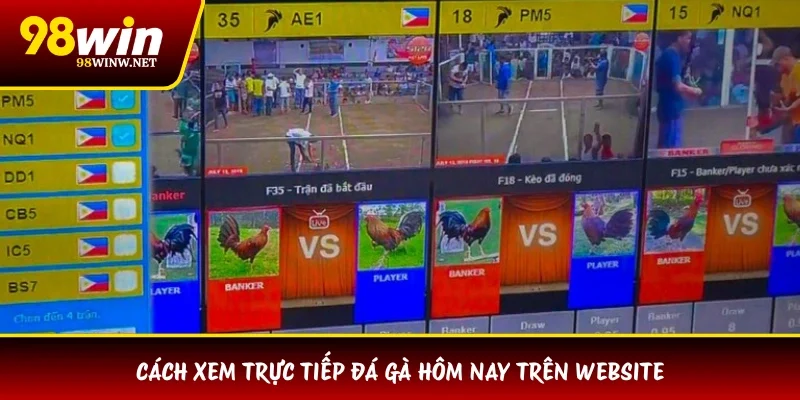Cách xem trực tiếp đá gà hôm nay trên website