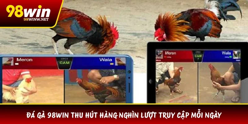 Đá gà 98WIN thu hút hàng nghìn lượt truy cập mỗi ngày