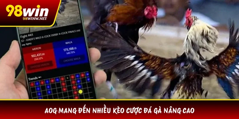 AOG mang đến nhiều kèo cược đá gà nâng cao